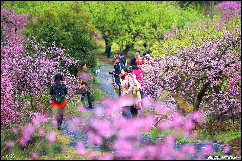 【春天，广西桂林灌阳县向您发出邀请！】官庄村有个醉美的桃花园 - 游山玩水 - 珠海生活社区 - 珠海28生活网 zh.28life.com