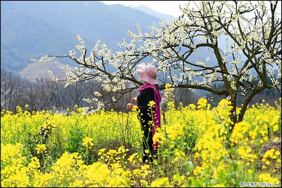 【春天，广西桂林灌阳县向您发出邀请！】长坪村油菜盛情花开 - 游山玩水 - 珠海生活社区 - 珠海28生活网 zh.28life.com