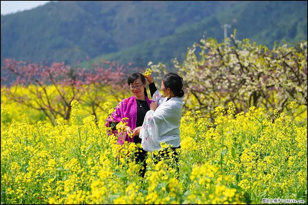 【春天，广西桂林灌阳县向您发出邀请！】长坪村油菜盛情花开 - 游山玩水 - 珠海生活社区 - 珠海28生活网 zh.28life.com