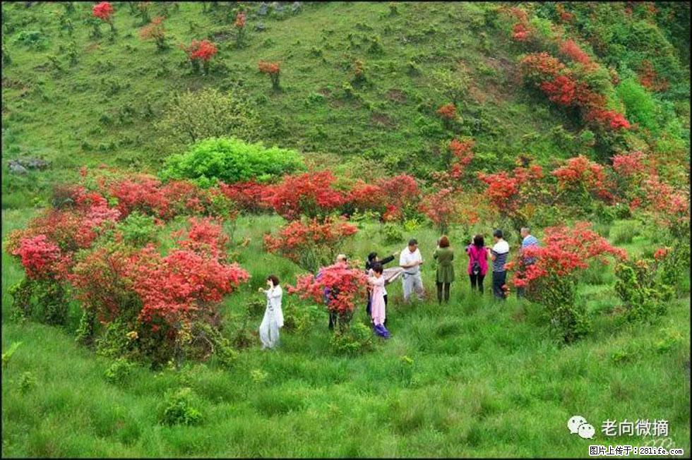 【春天，广西桂林灌阳县向您发出邀请！】宝盖山上映山红 - 游山玩水 - 珠海生活社区 - 珠海28生活网 zh.28life.com