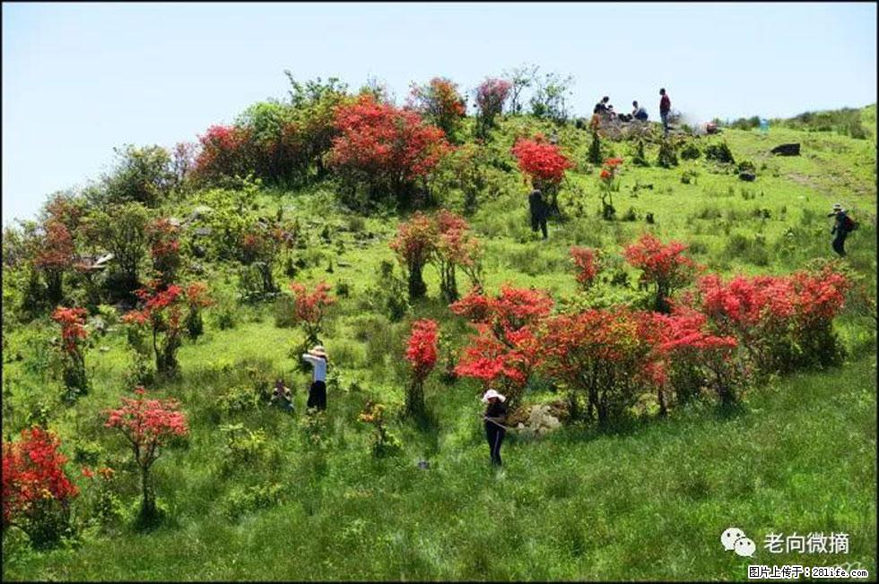 【春天，广西桂林灌阳县向您发出邀请！】宝盖山上映山红 - 游山玩水 - 珠海生活社区 - 珠海28生活网 zh.28life.com