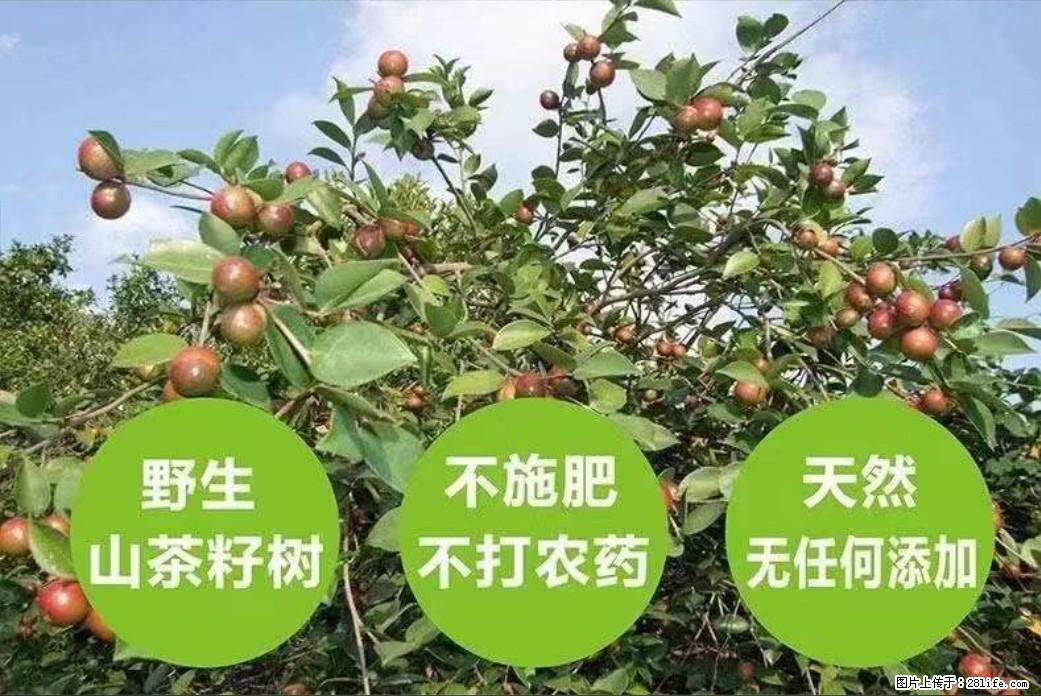 【灌阳县油茶产业示范区】一个有着充实的精神生活的人，对待身外之物自会有一种淡泊的态度 - 美食天地 - 珠海生活社区 - 珠海28生活网 zh.28life.com