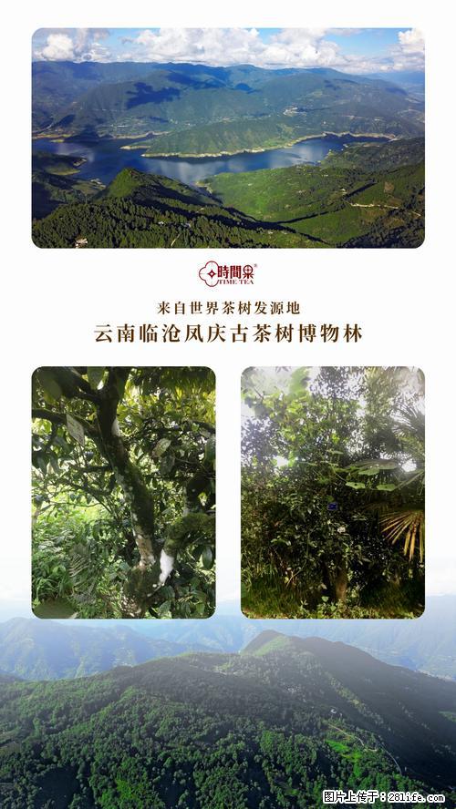 时间果百年古树2025年春红茶 - 购物交流 - 珠海生活社区 - 珠海28生活网 zh.28life.com