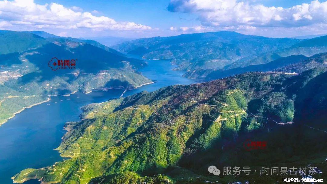 时间果百年古树龙珠普洱生茶 - 购物交流 - 珠海生活社区 - 珠海28生活网 zh.28life.com