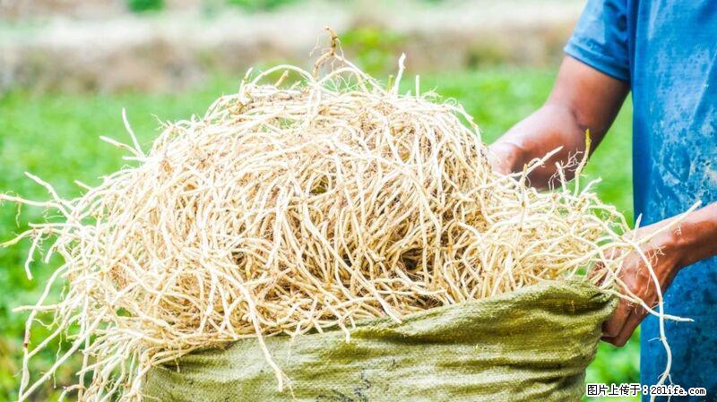 堪称“最难吃”的蔬菜，却是 “抗辐射神器”，还能护肺、清热、止咳化痰！ - 珠海生活资讯 - 珠海28生活网 zh.28life.com