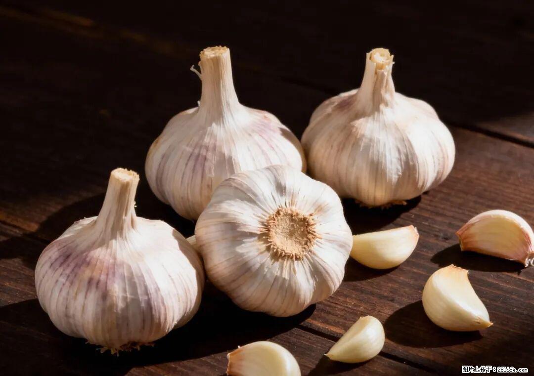 关于大蒜，除了“天然抗生素”，这4个谣言更该警惕! - 珠海生活资讯 - 珠海28生活网 zh.28life.com