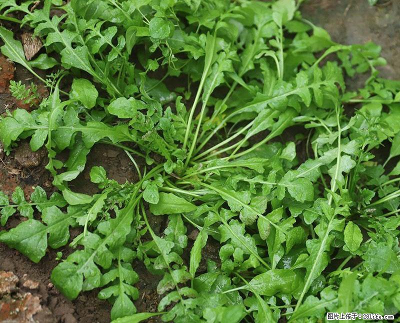 这些蔬菜是“天然钙片”，这6种被医生重点推荐 - 珠海生活资讯 - 珠海28生活网 zh.28life.com