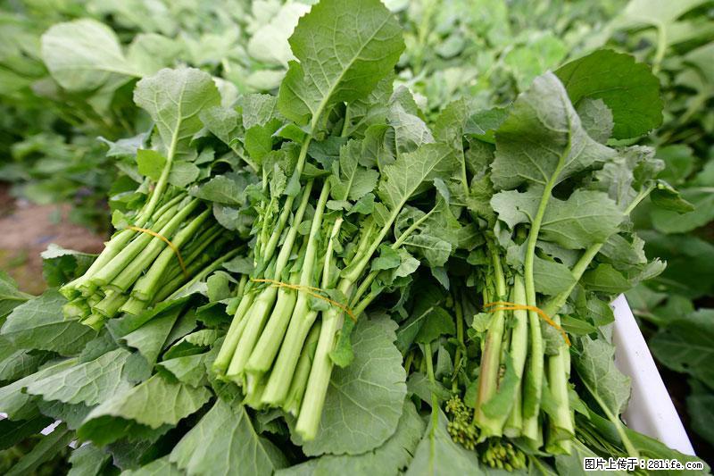 这些蔬菜是“天然钙片”，这6种被医生重点推荐 - 珠海生活资讯 - 珠海28生活网 zh.28life.com